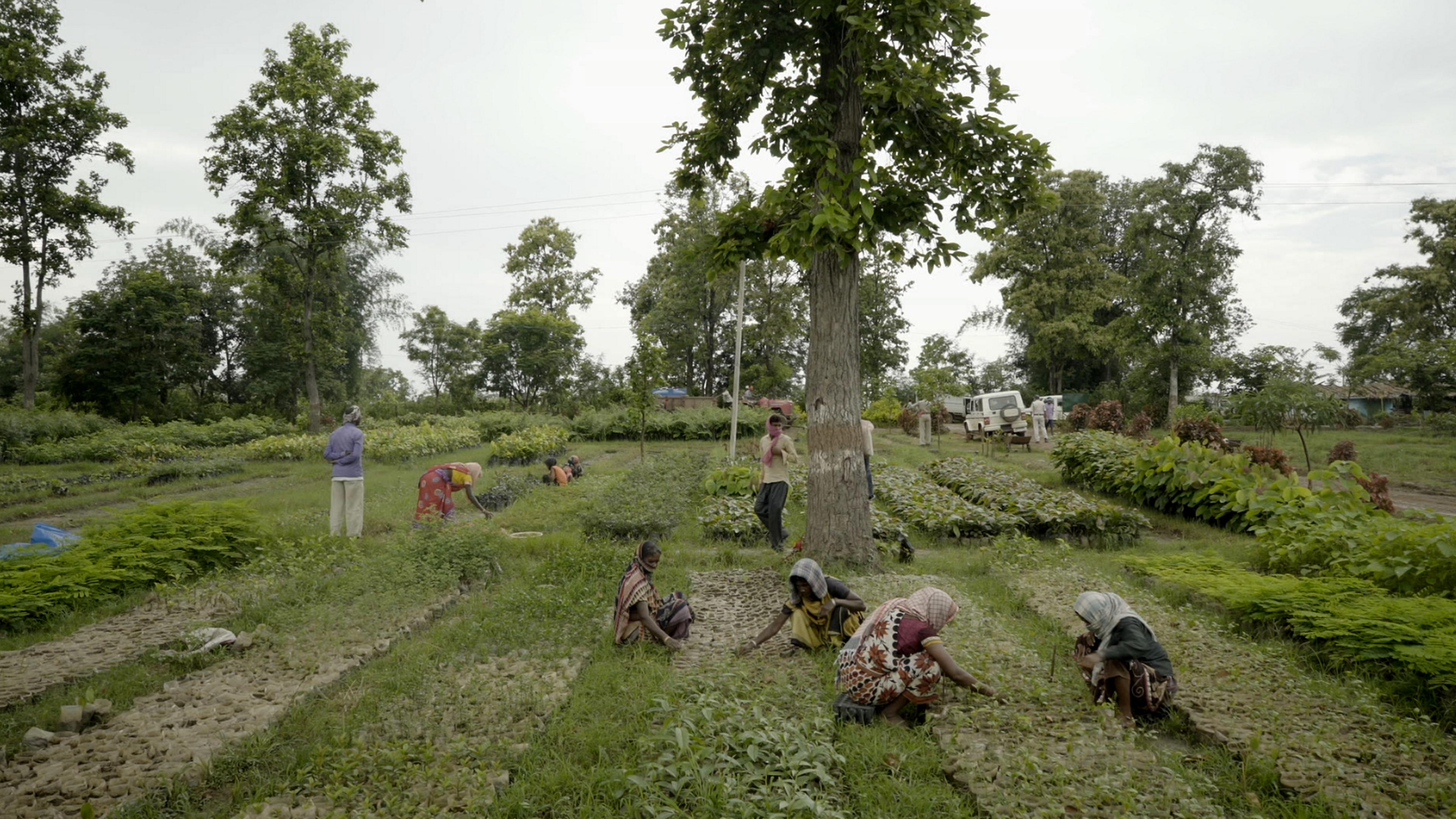 Baumsetzlinge werden in Indien gezüchtet