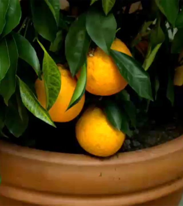 Zitronenbaum