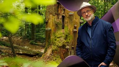 Der Wald - Wunderwelt im Wandel