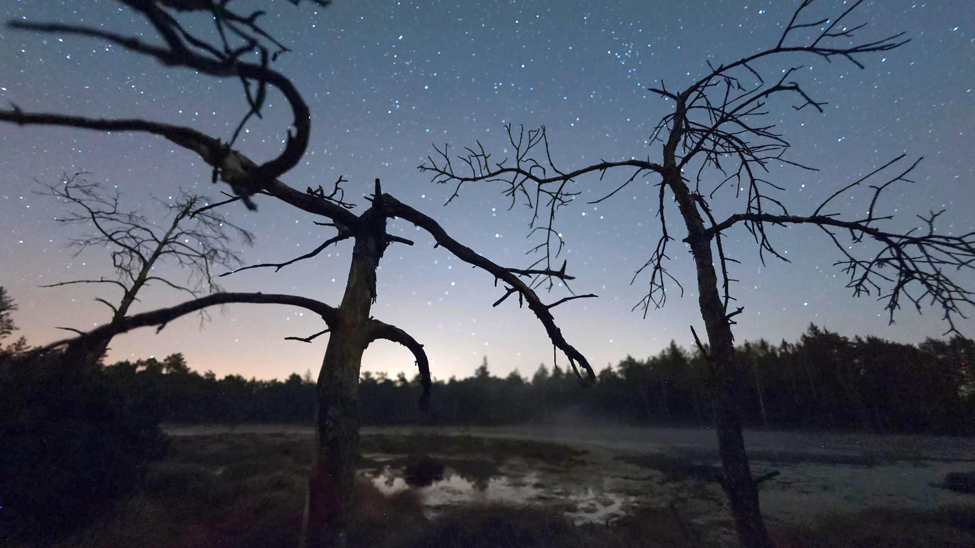 Kahle Bäume im Vordergrund, Sternenhimmel im Hintergrund