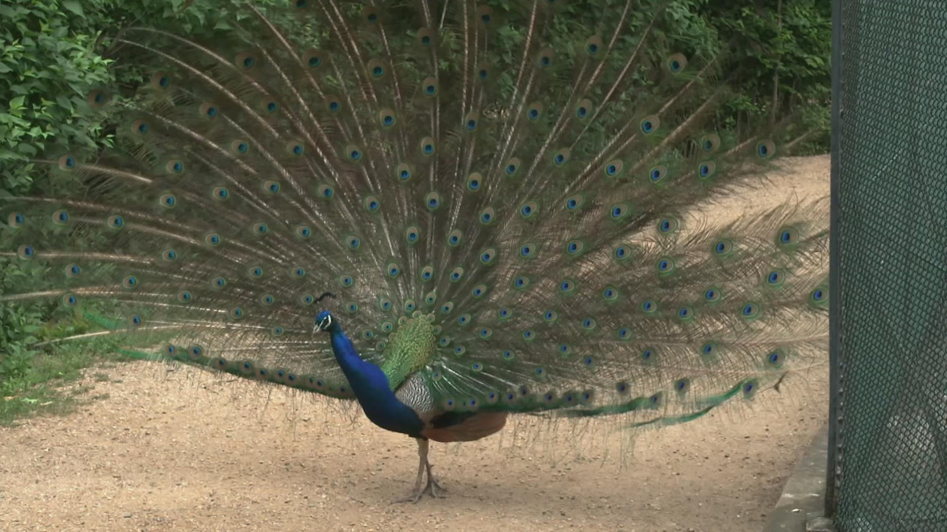 Pfau auf Pfaueninsel in Berlin