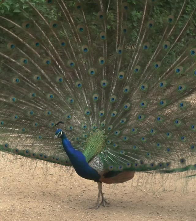Pfau auf Pfaueninsel in Berlin