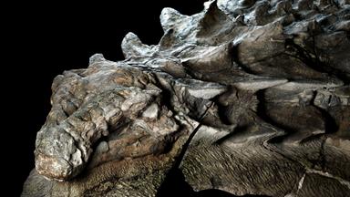 Zdfinfo - Die Dino-mumie - Geheimnisvoller Saurierfund Borealopelta