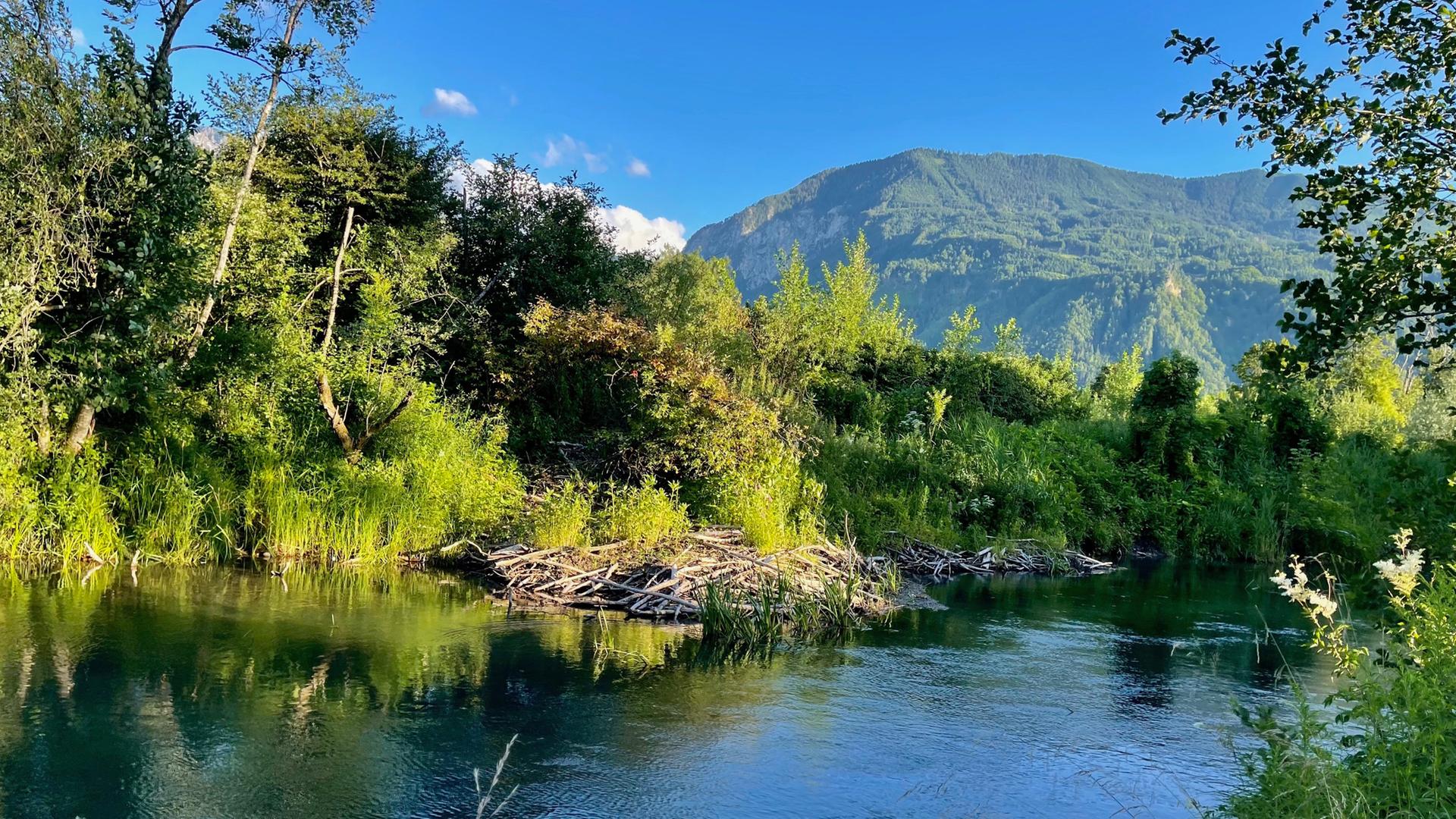 Biberbau an der Kleinen Drau bei Strau.