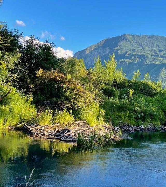 Biberbau an der Kleinen Drau bei Strau.