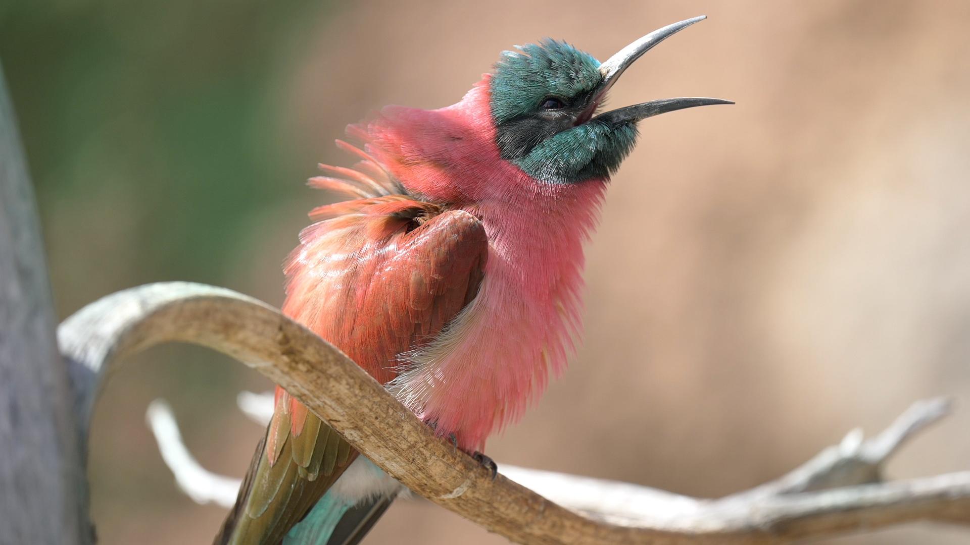 Ein Vogel mit pinkem und grünem Gefieder sitzt mit geöffnetem Schnabel auf einem kahlen Zweig und plustert sich auf.
