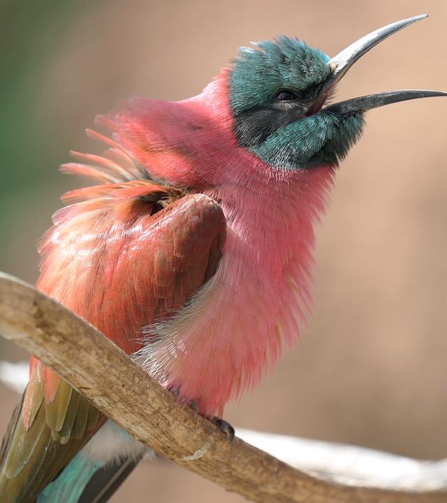 Ein Vogel mit pinkem und grünem Gefieder sitzt mit geöffnetem Schnabel auf einem kahlen Zweig und plustert sich auf.