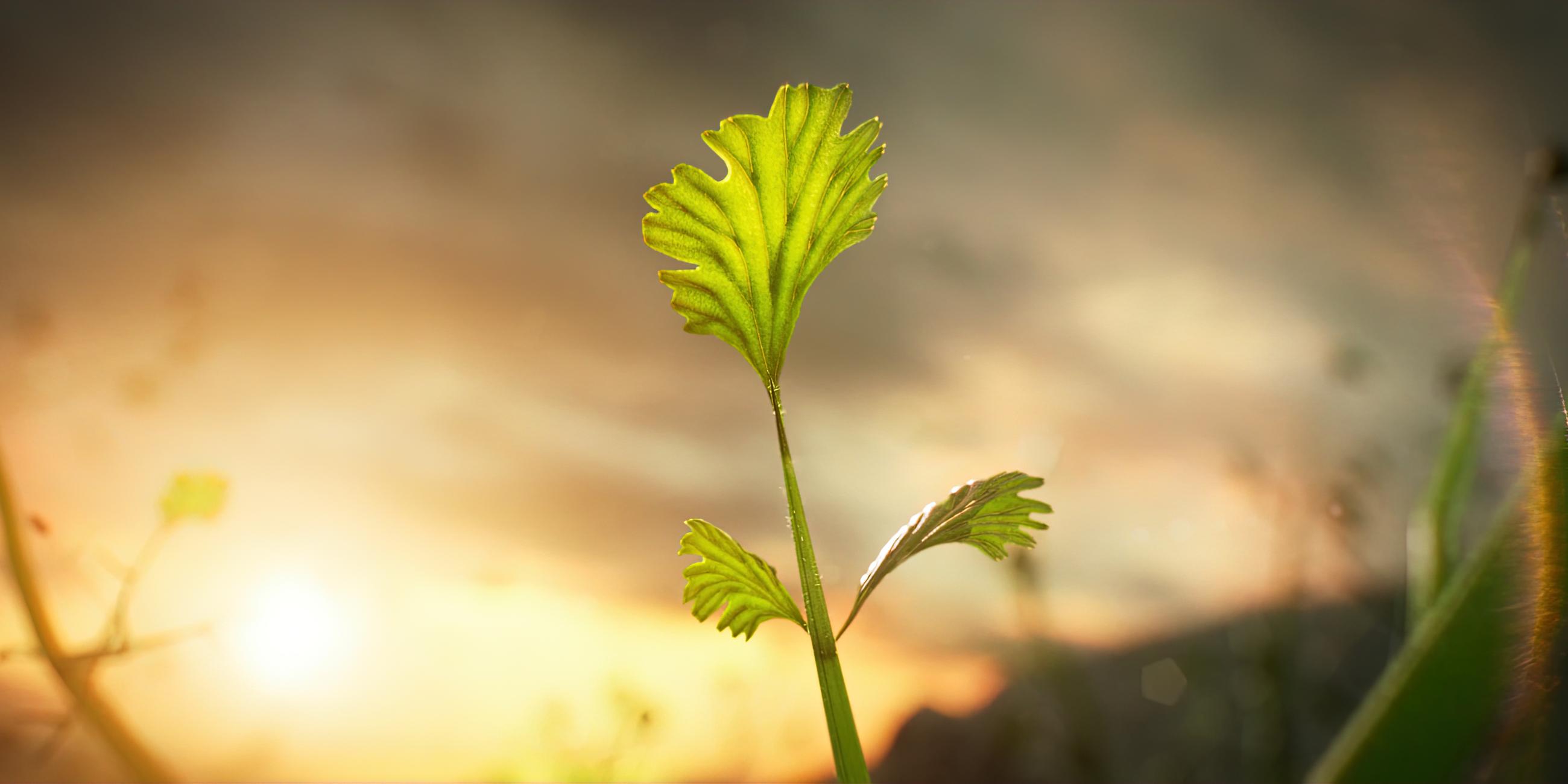 Animiertes Bild einer Pflanze mit drei Blättern, im Hintergrund die Sonne.