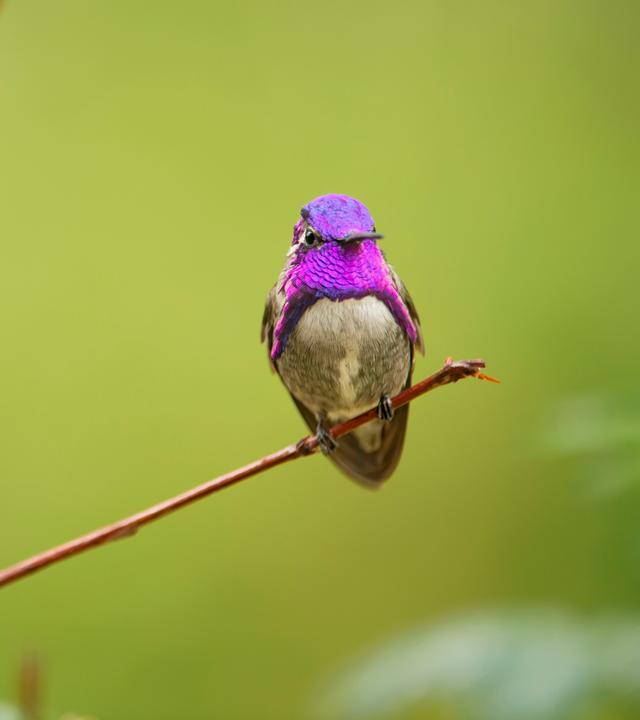 Ein Kolibri mit hellvioletten Federn an Kopf und Brust sitzt auf einem Zweig.