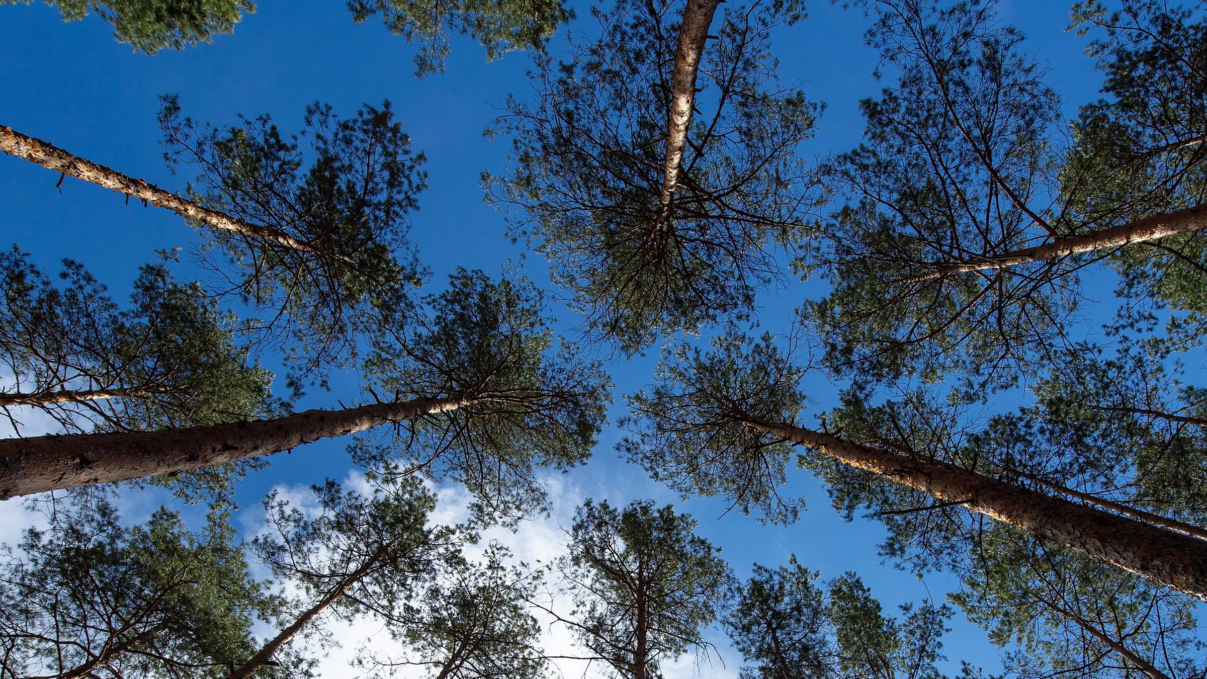 Kiefern ragen in den blauen Himmel in einem Wald bei Eberswalde.