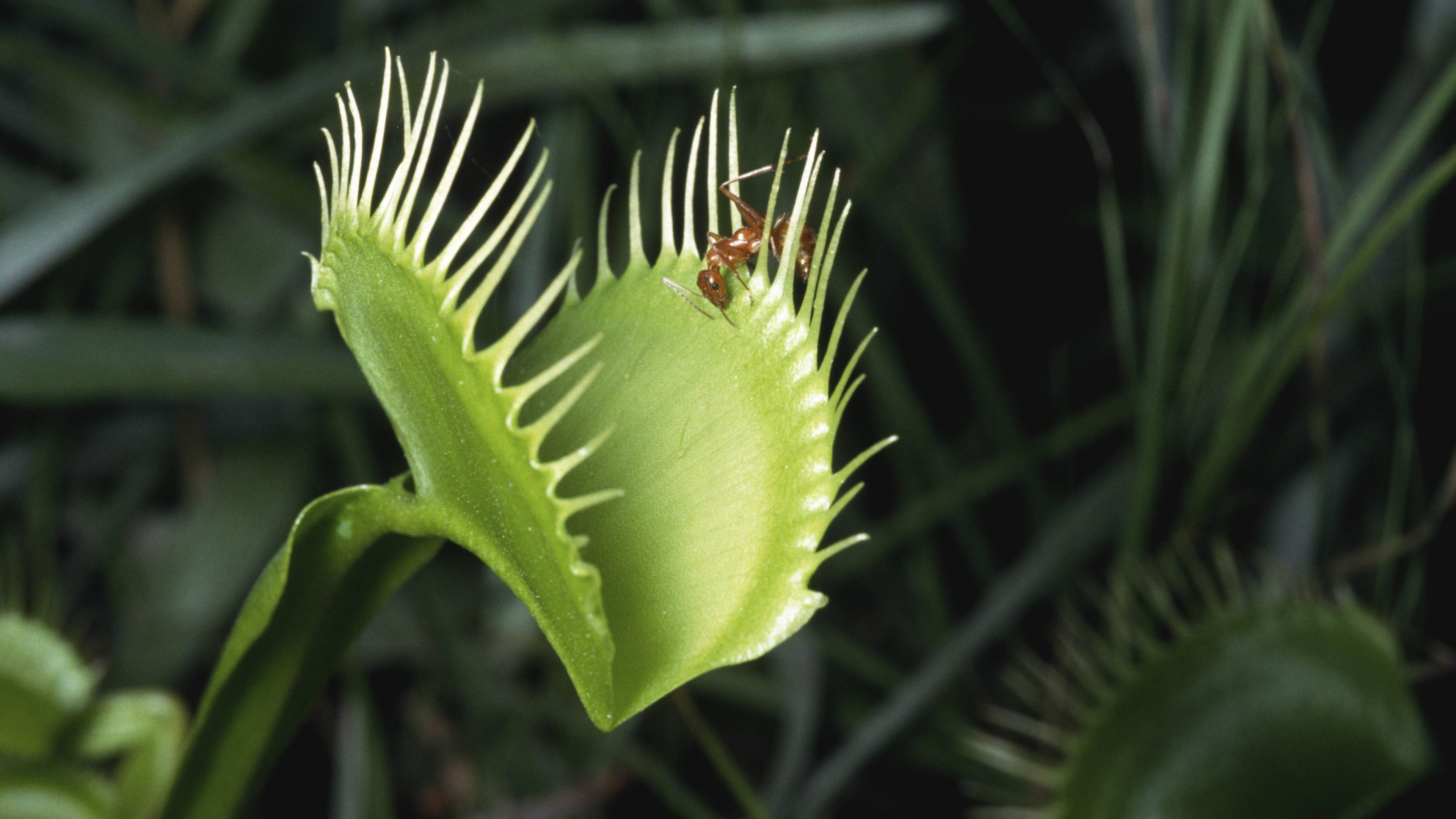 Ameise auf Venus Fliegenfalle