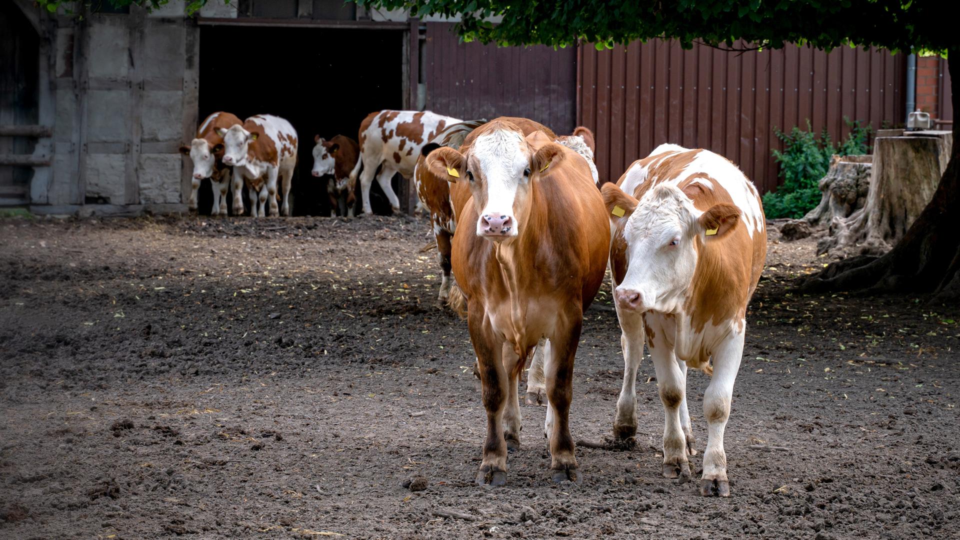 Mehrere Kühe stehen auf einem Bauernhof