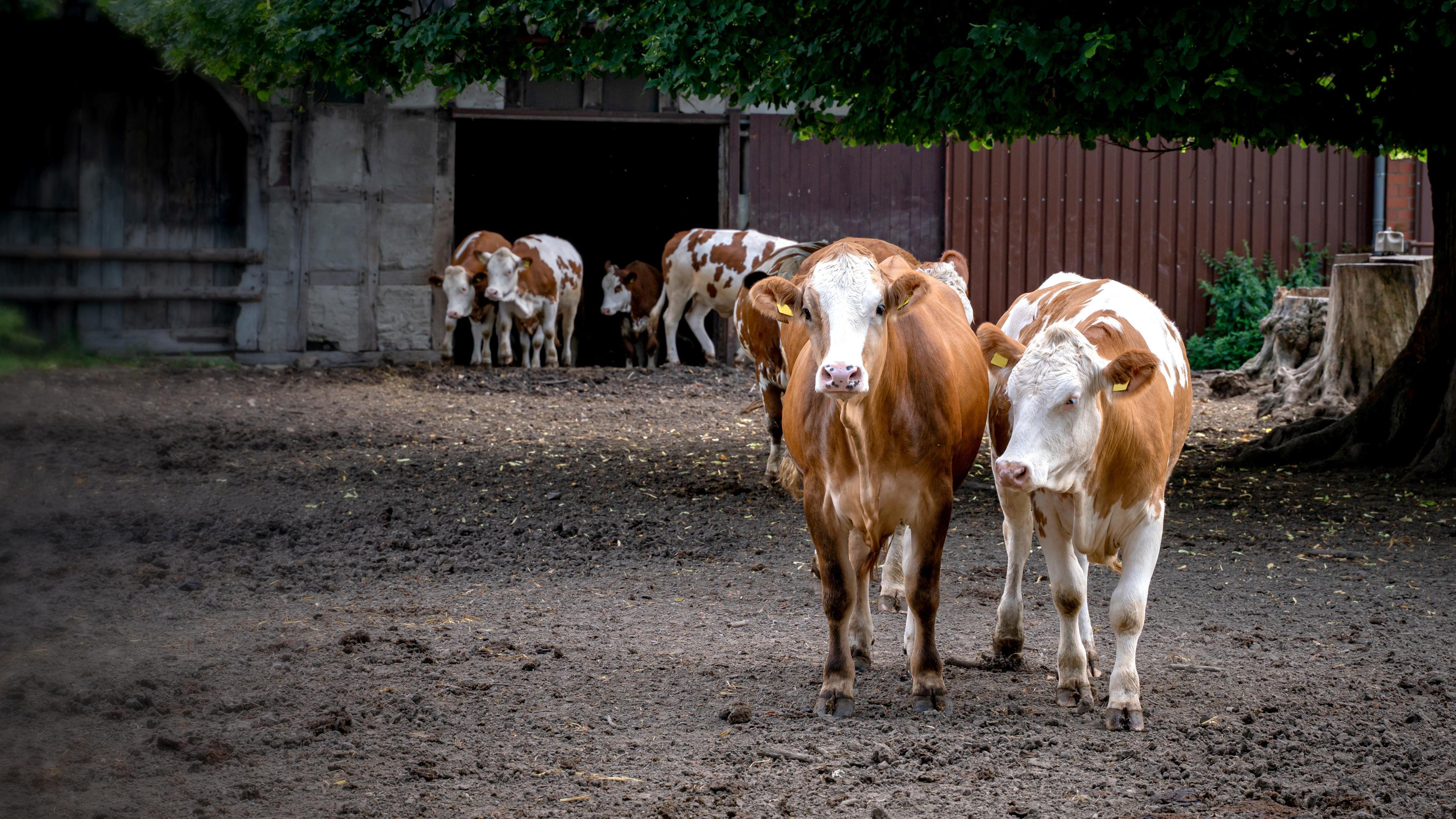 Mehrere Kühe stehen auf einem Bauernhof