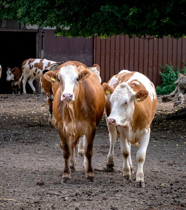 Mehrere Kühe stehen auf einem Bauernhof