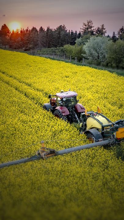 Ein Traktor fährt über ein Rapsfeld, im Hintergrund geht die