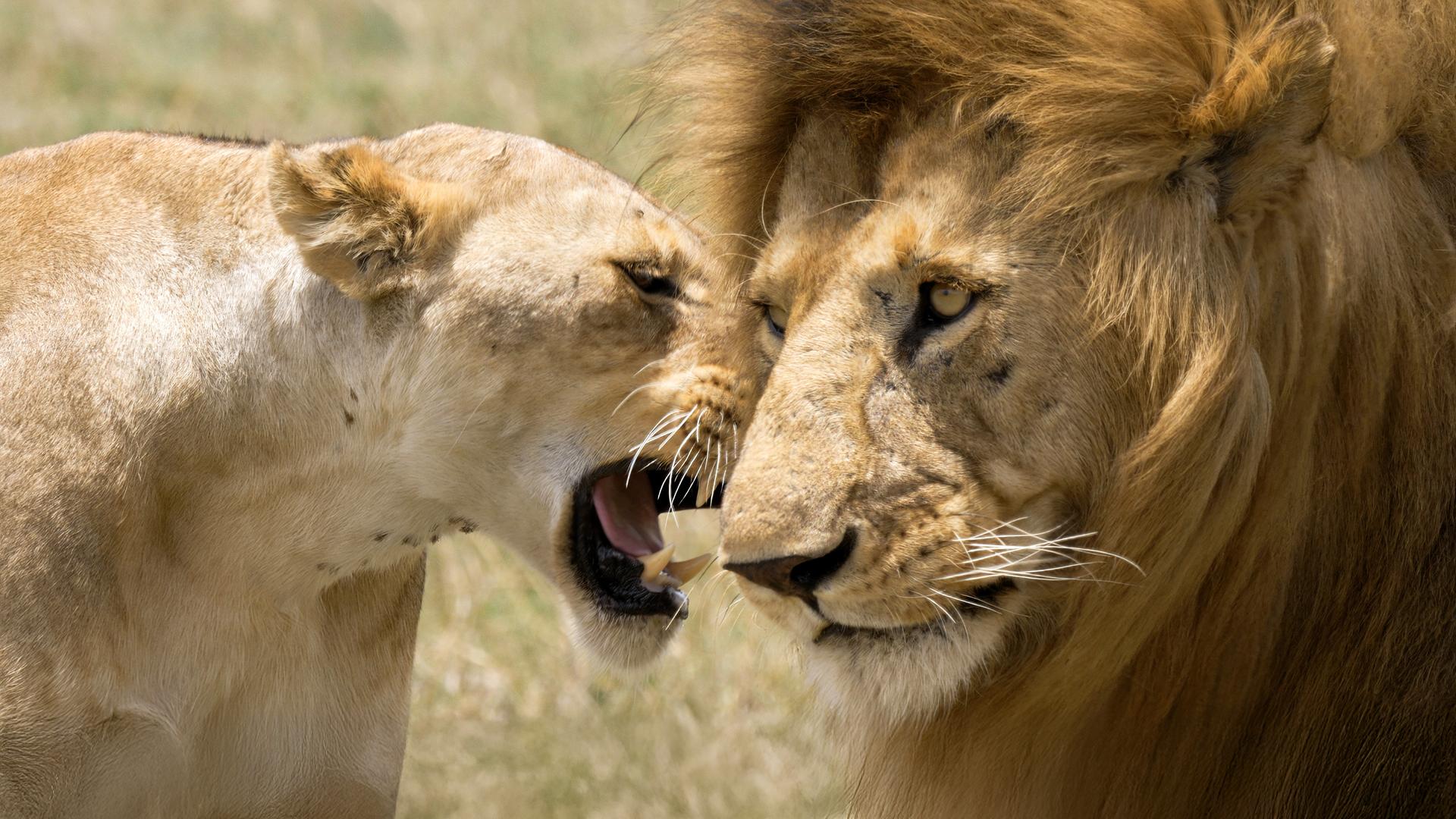 Löwenmännchen und Löwenweibchen im Gras
