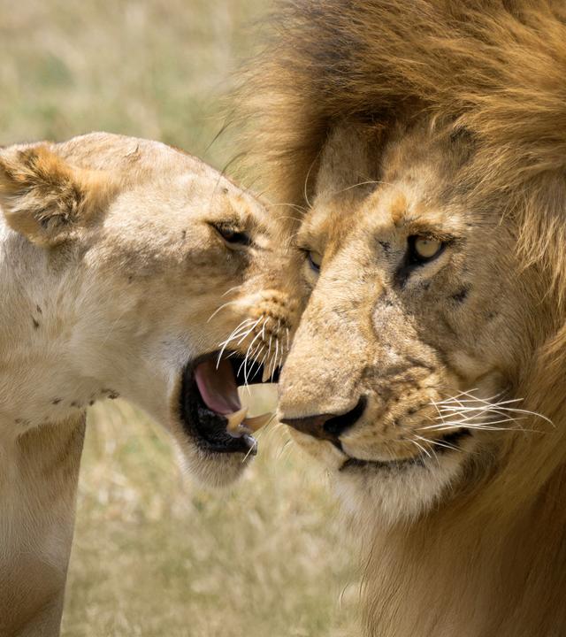 Löwenmännchen und Löwenweibchen im Gras