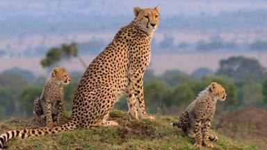 Zdfinfo - Die Großkatzen Der Masai Mara: Auf Der Jagd