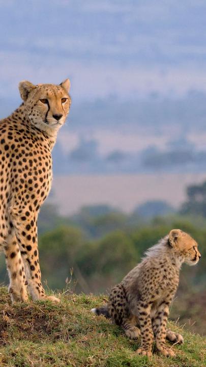 "Die Großkatzen der Masai Mara - Auf der Jagd": Sitzendes Gepardenweibchen mit zwei Jungtieren in einer Savannenlandschaft.