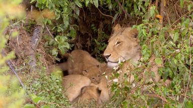 Zdfinfo - Die Großkatzen Der Masai Mara: In Der Kinderstube
