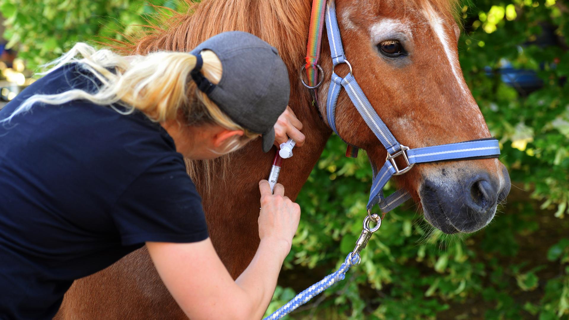 Ein Pferd bekommt eine Spritze