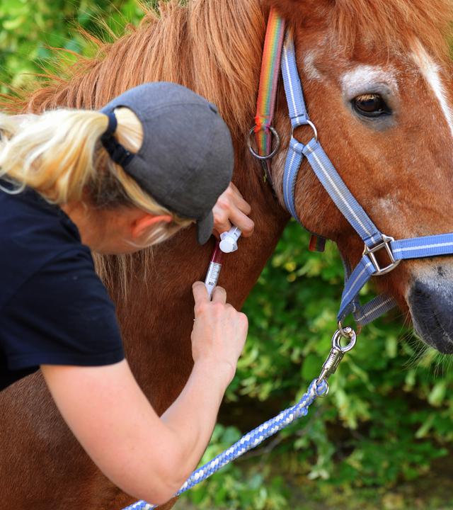 Ein Pferd bekommt eine Spritze