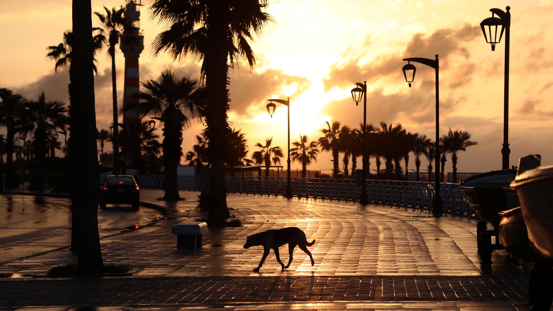 Hund läuft über leere Promenade am Meer