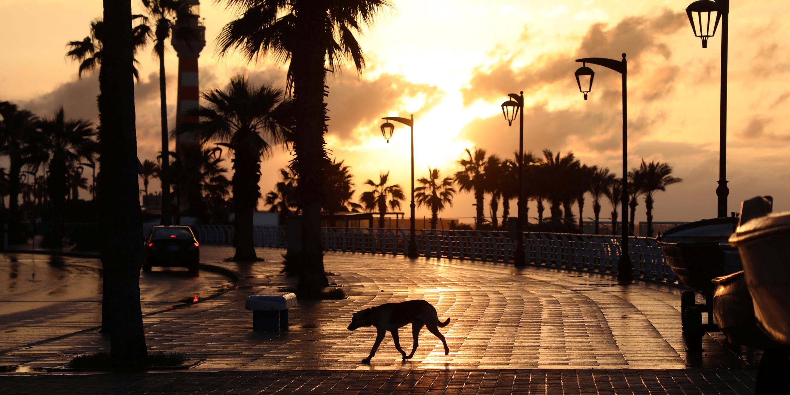 Hund läuft über leere Promenade am Meer