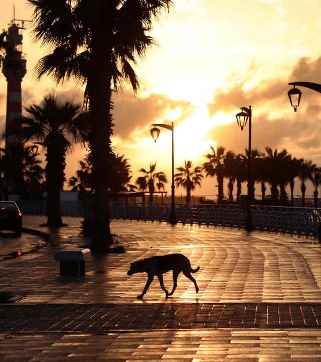 Hund läuft über leere Promenade am Meer