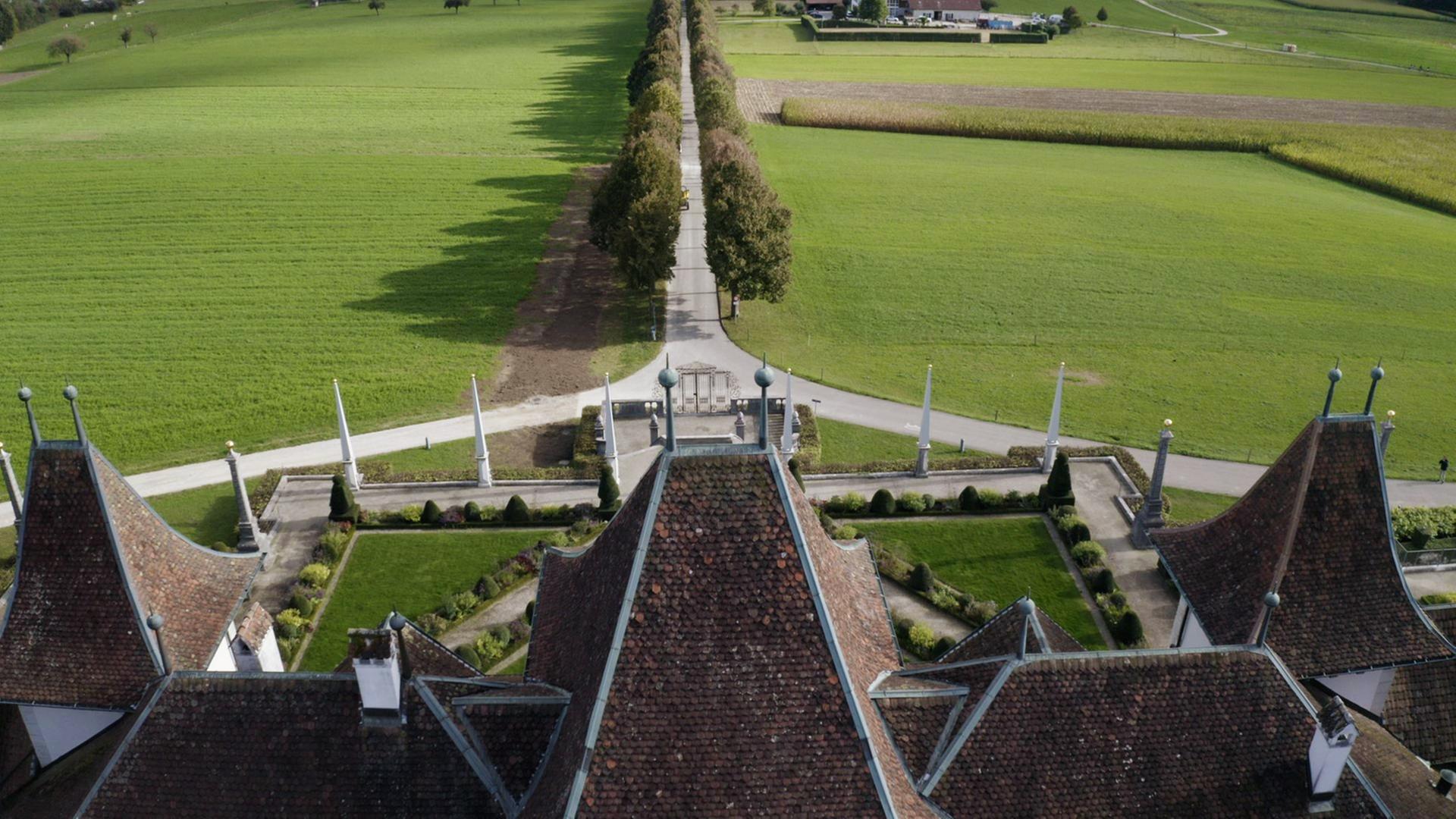 Die magische Welt der Bäume - Die Linde