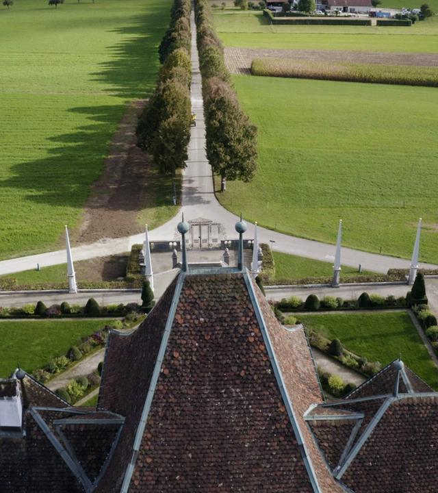 Die magische Welt der Bäume - Die Linde