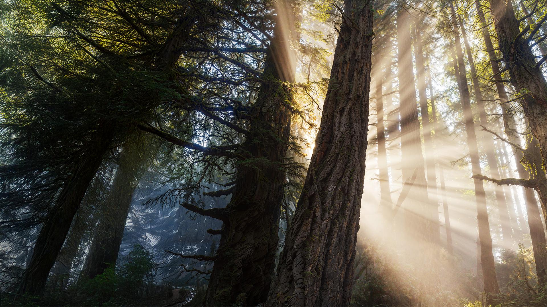 Die magische Welt der Bäume