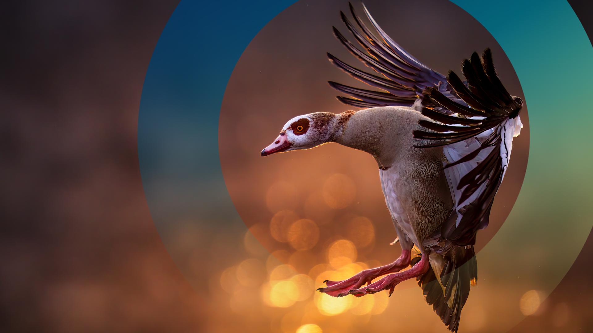 Eine seitliche Aufnahme von einer Nilgans im Flug.