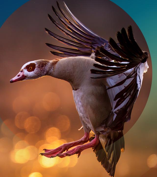 Eine seitliche Aufnahme von einer Nilgans im Flug.