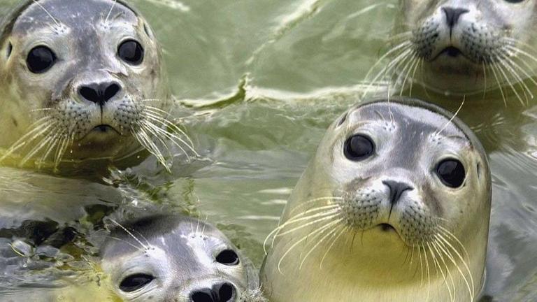 Seehunde in Aufzuchtstation