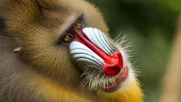 Mandrill Primat in Gabon