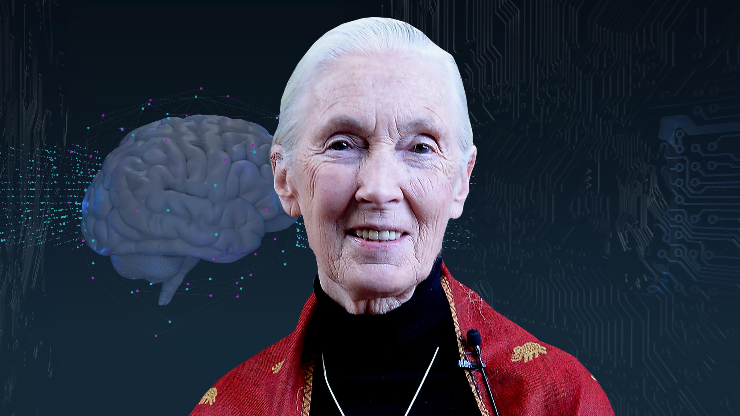 Terra X - Die Wissens-Kolumne: Jane Goodall