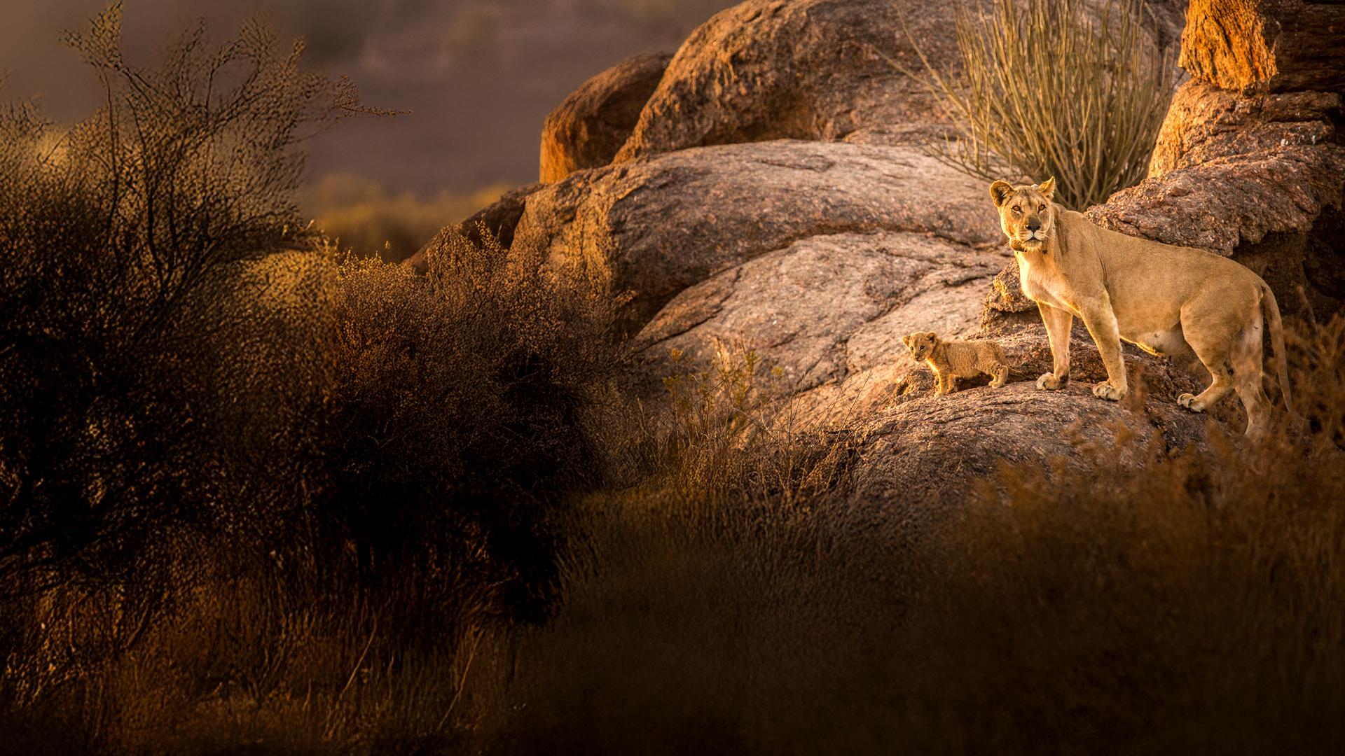 Die Wüstenlöwen der Namib
