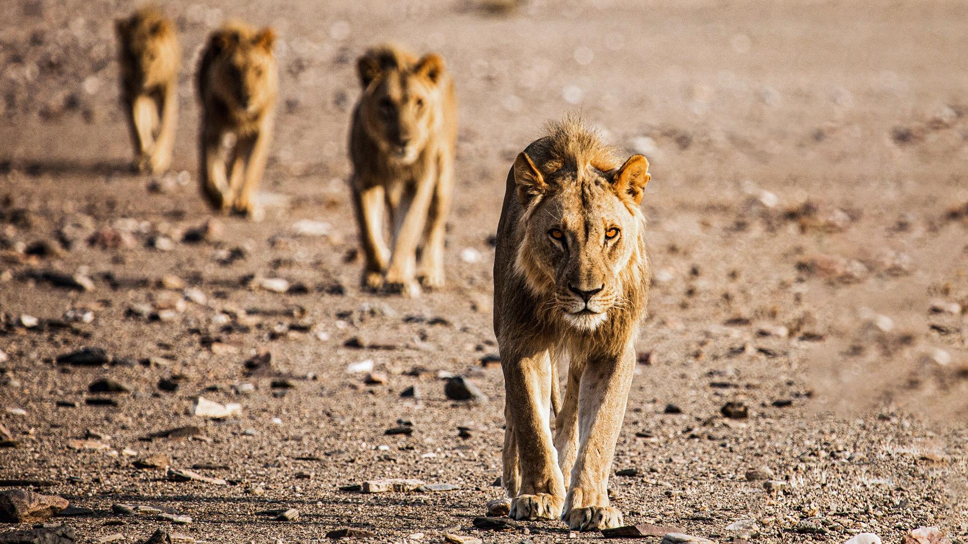 Die Wüstenlöwen der Namib - Aufbruch und Wiederkehr