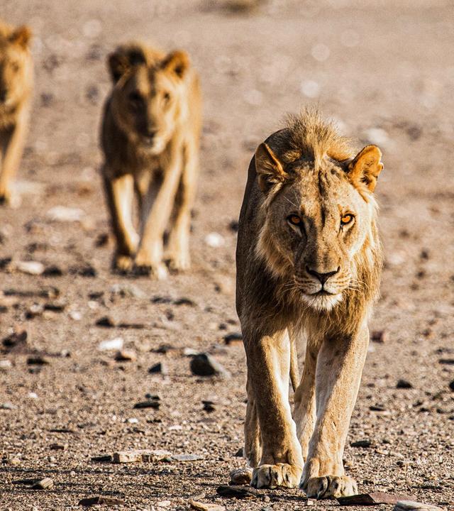 Die Wüstenlöwen der Namib - Aufbruch und Wiederkehr