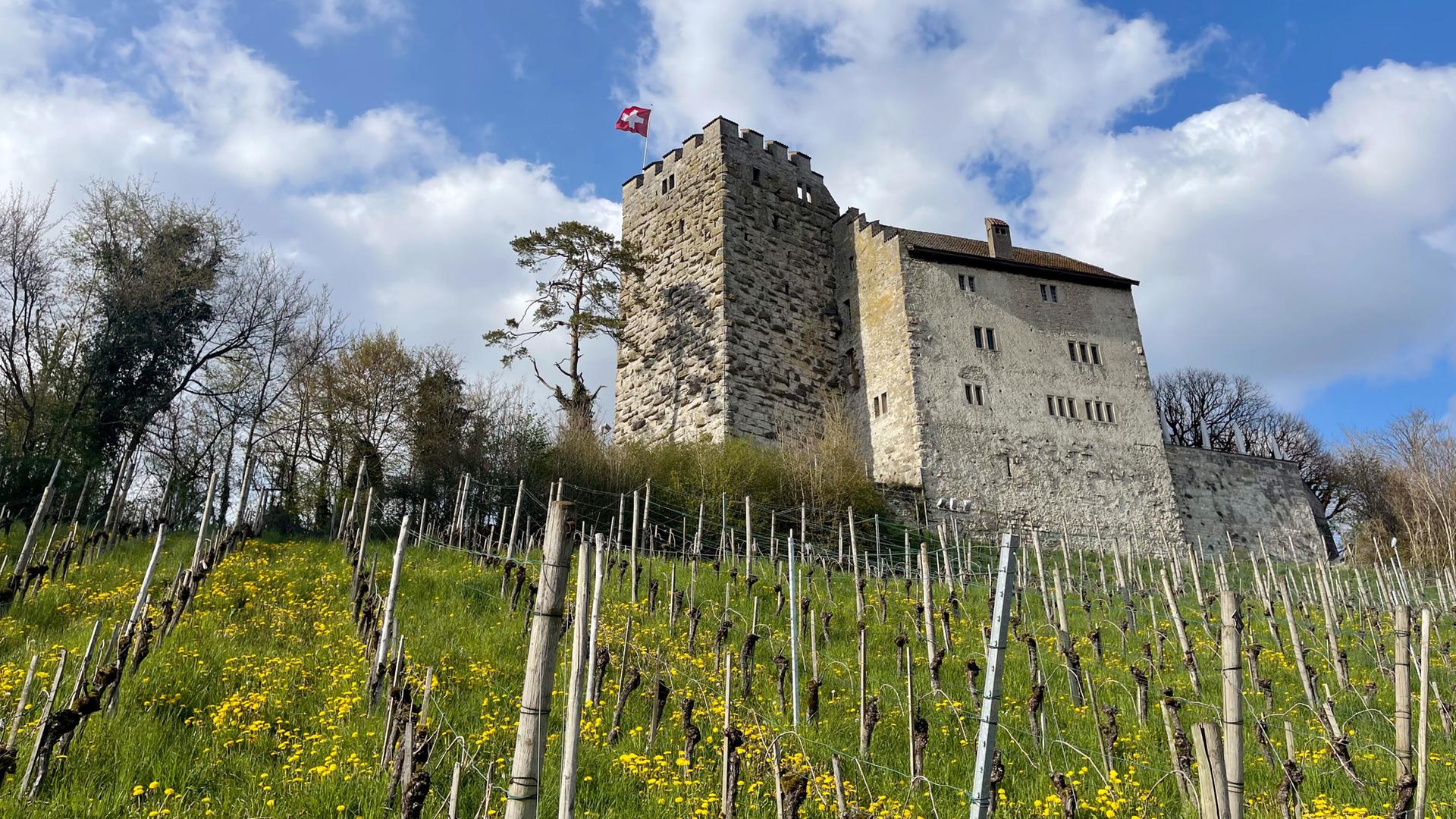 Mittelalterliche Burg auf einem Weinberg - Blick von unten auf die Burg hinauf.