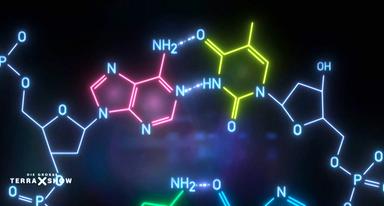 Die DNA