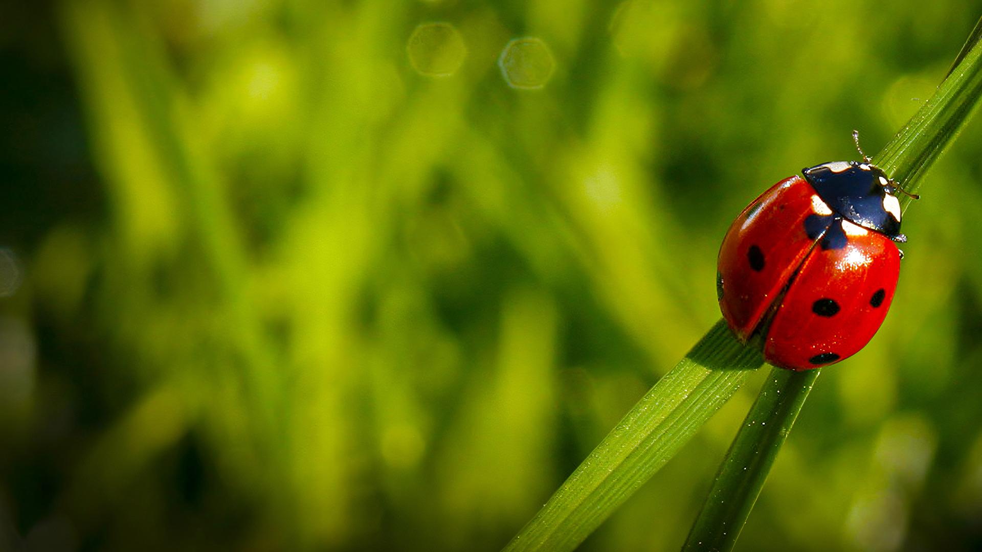 Marienkäfer auf einem Stengel