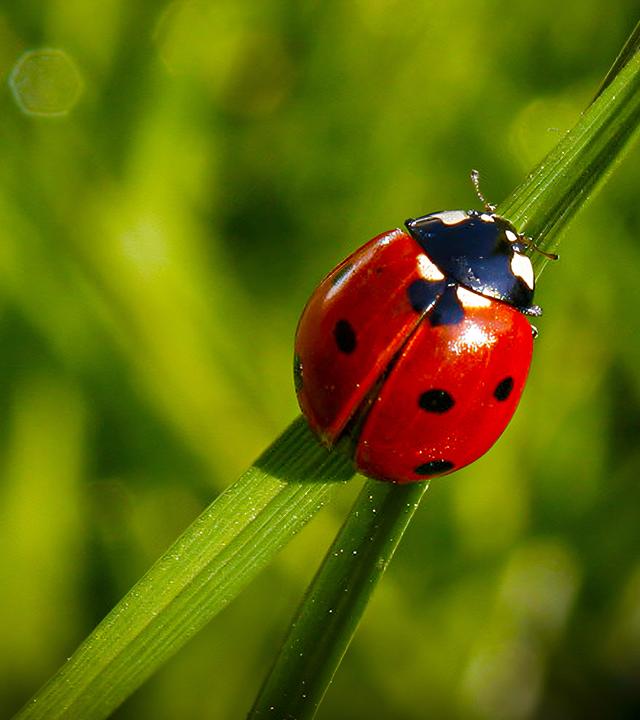 Marienkäfer auf einem Stengel