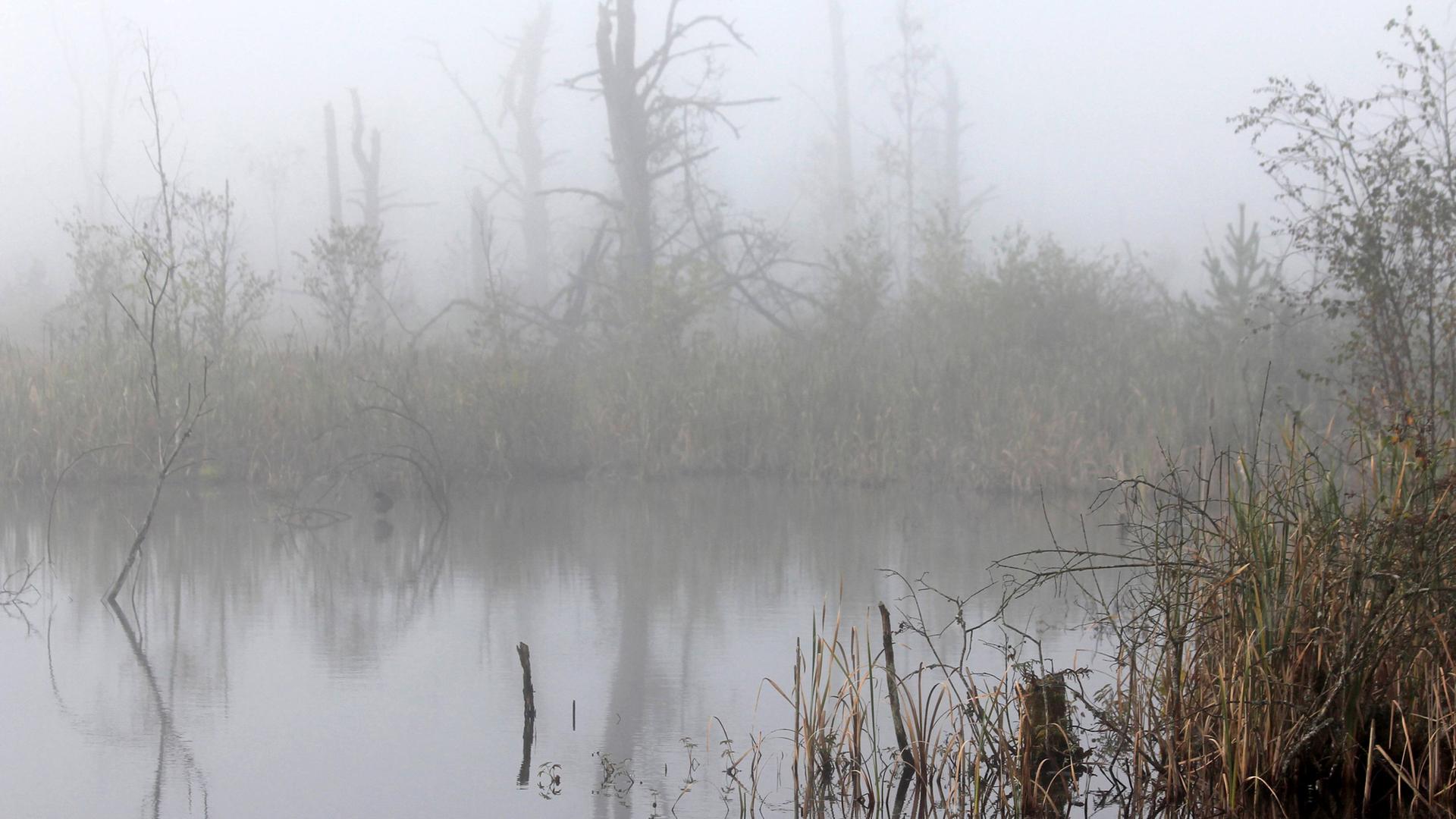Nebel im Moor