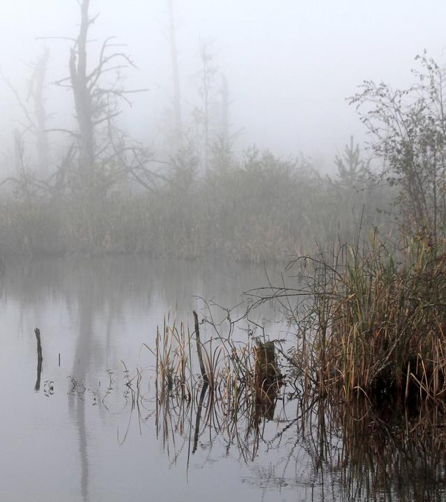 Nebel im Moor