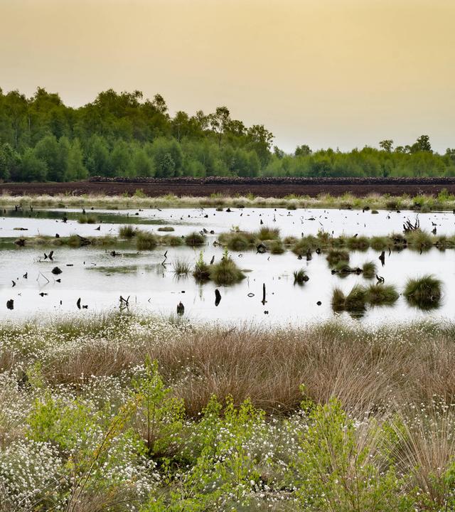 Wiedervernässung einer ehemaligen Torfabbau-Fläche