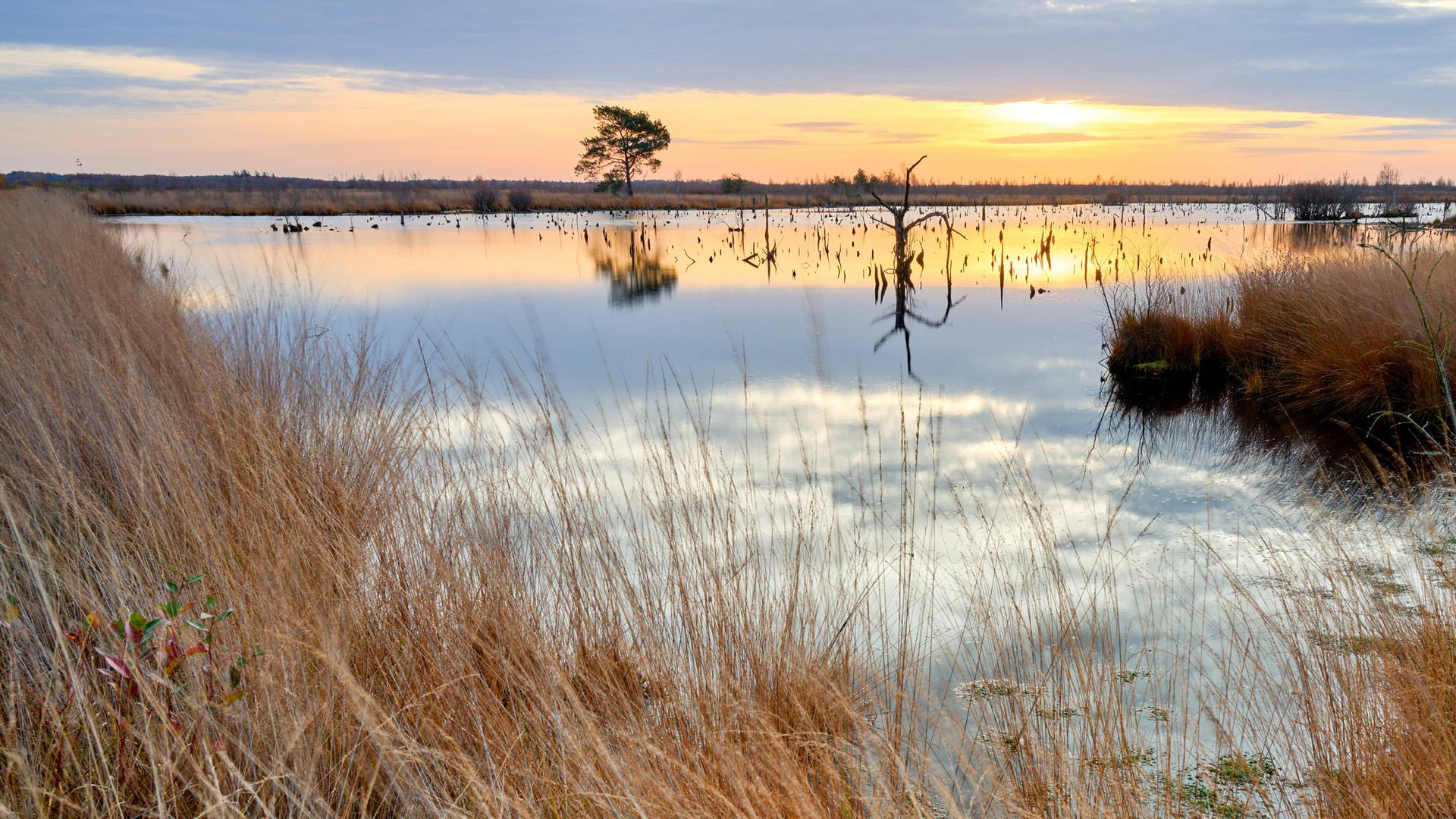 Das Goldenstedter Moor, mit Pflanzen und einem Moor-Teich, im Herbst. Am Horizont geht die Sonne langsam unter.