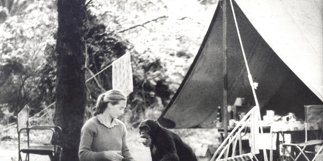 Jane Goodall kniet mit einem Affen vor einem Zelt
