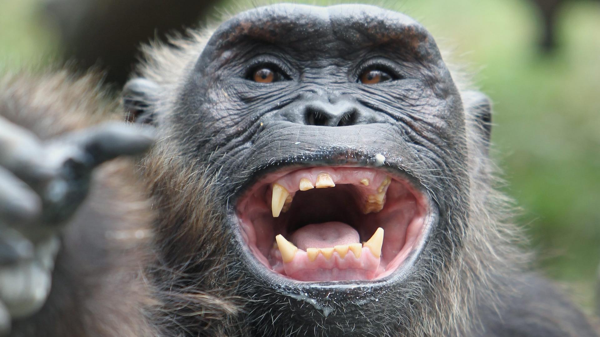 Dokus Lachen Löwenzahn